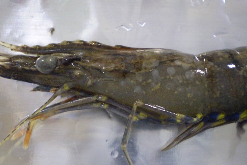 Prawns with white spot disease