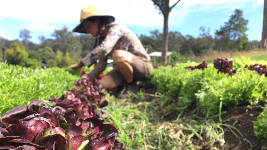 Lettuce growing at Old Mill Road Biofarm near Moruya.
