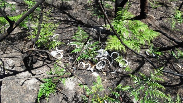 Abalone shells found at Fingal Bay