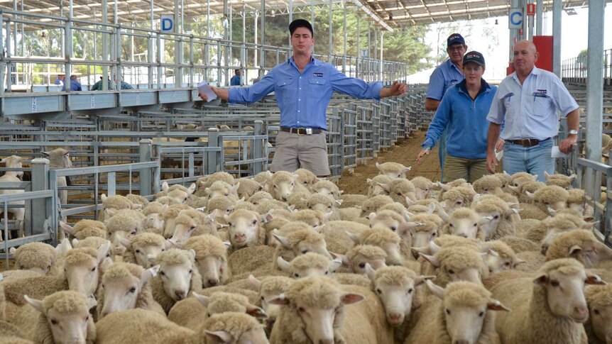 a small flock of sheep move through the walkway of livestock saleyard. A man stands with his arms out whistling to move them