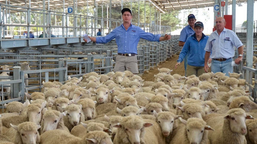 a small flok of sheep move through the walkway of livestock saleyard. A man in a stands with his arms out whistling to move them