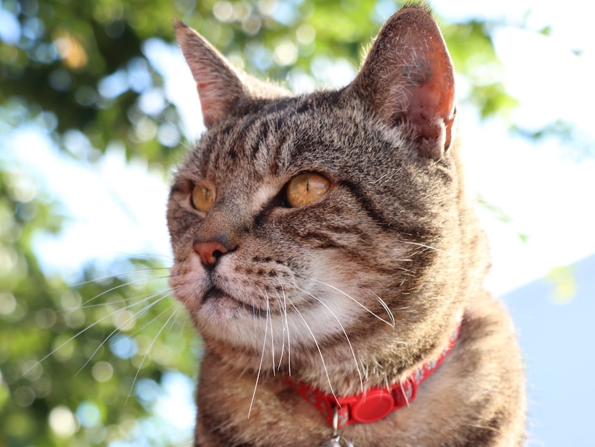 A tabby-coloured cat on a brightly-coloured crocheted blanket