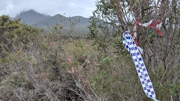 Blue and white police tape tied to a bush with Stirling Ranges in the distance.