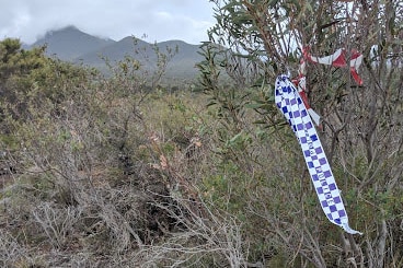 Blue and white police tape tied to a bush with Stirling Ranges in the distance.