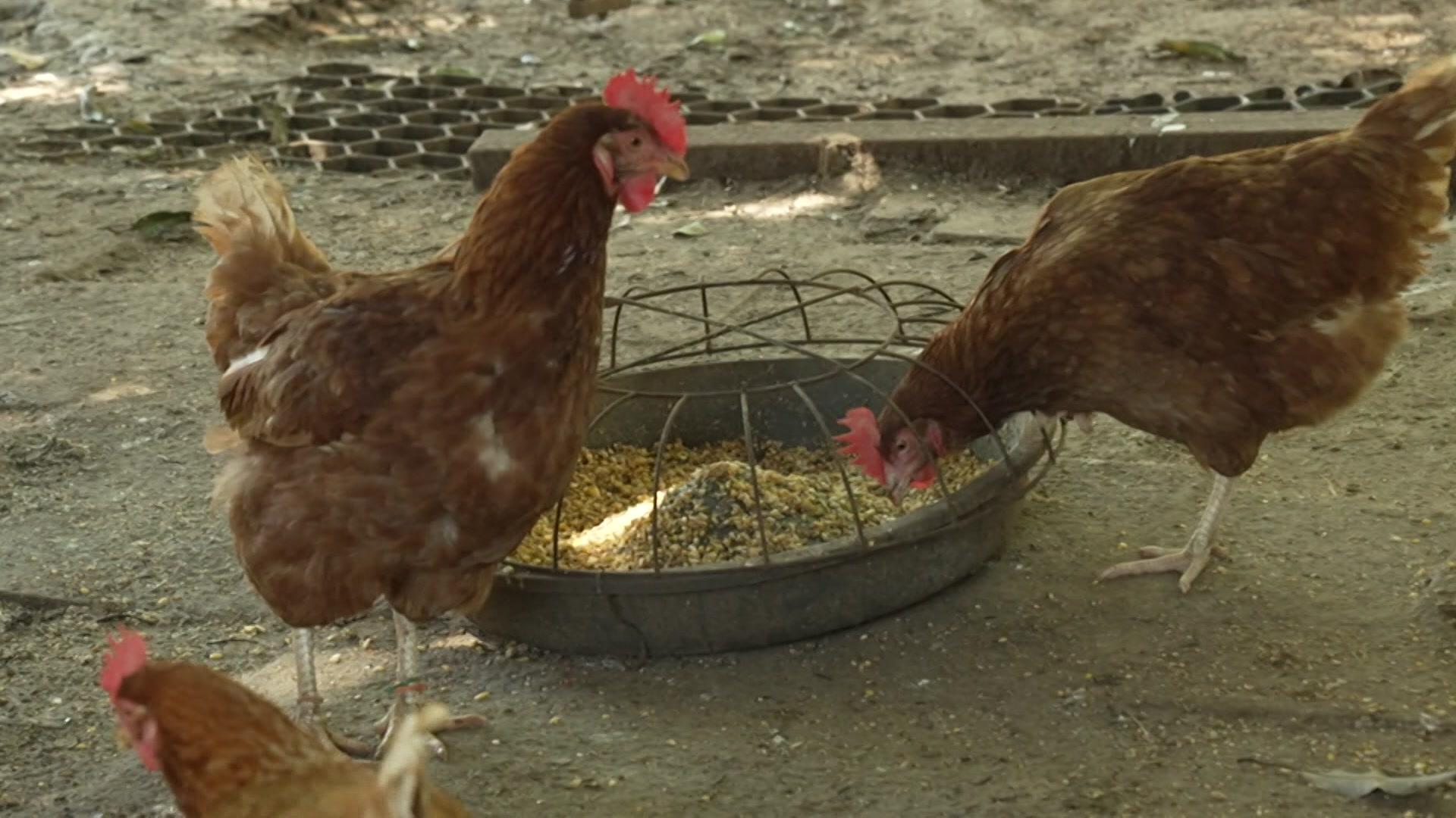 Lucky Cluckers: Rehoming caged hens - ABC News