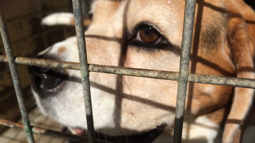 Surrendered beagle at an animal shelter.