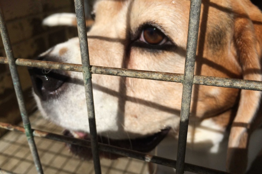 A dog in a cage with sad eyes