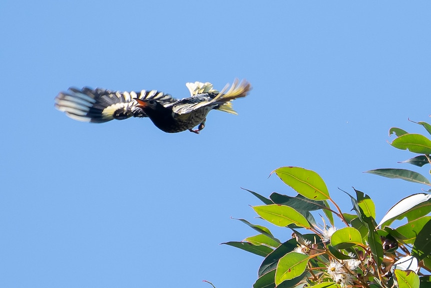 A medium-sized black, white and yellow bird in flight, against a blue sky.