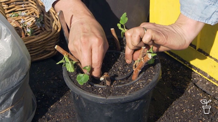 Hands placing a small soil pot inside a larger pot which is inside a larger pot - filled with plant cuttings in outer ring