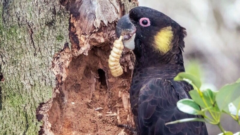 A black cockatoo with yellow cheeks holds a witchetty grub in its beak next to a damaged tree.