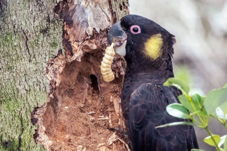 A black cockatoo with yellow cheeks holds a witchetty grub in its beak next to a damaged tree.