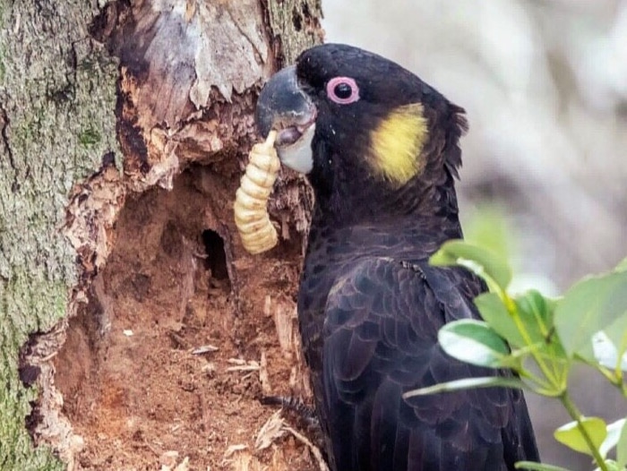 A black cockatoo with yellow cheeks holds a witchetty grub in its beak next to a damaged tree.