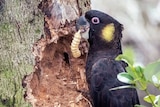 A black cockatoo with yellow cheeks holds a witchetty grub in its beak next to a damaged tree.