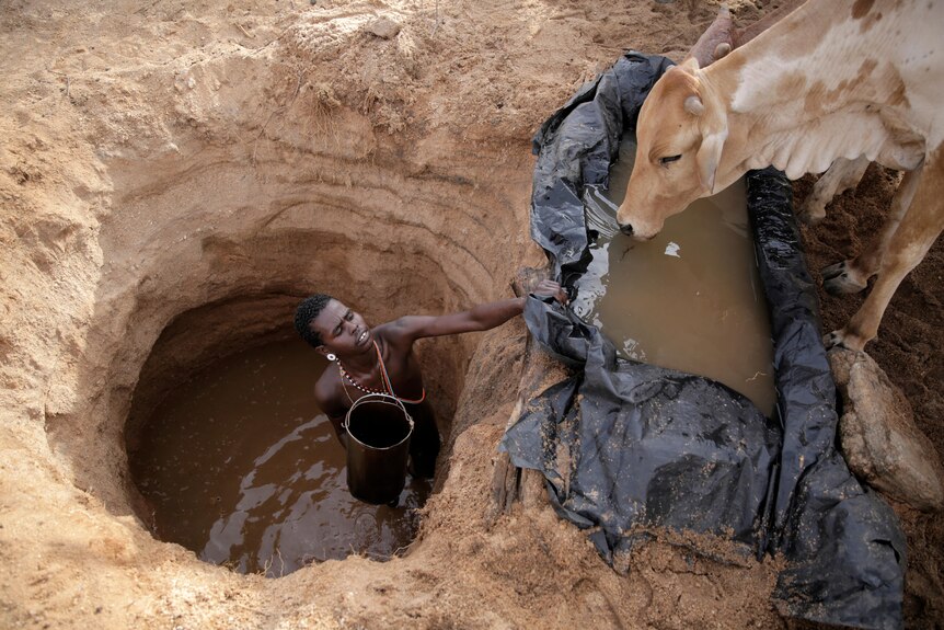 a man in knee deep wellwater lifts a bucket into a plastic lined trough as a cow drinks