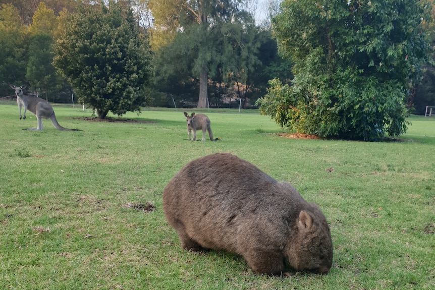 A wombat eats grass as kangaroos watch on.