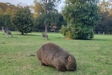 A wombat eats grass as kangaroos watch on.
