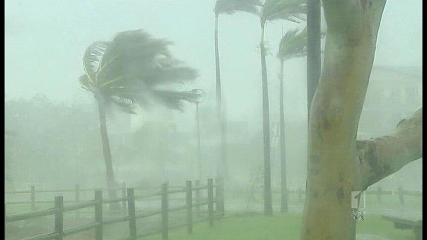 Palm trees battered by cyclone. [File image].