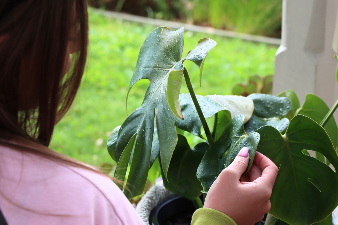 Petty crime or growing nuisance? A look at the world of plant theft