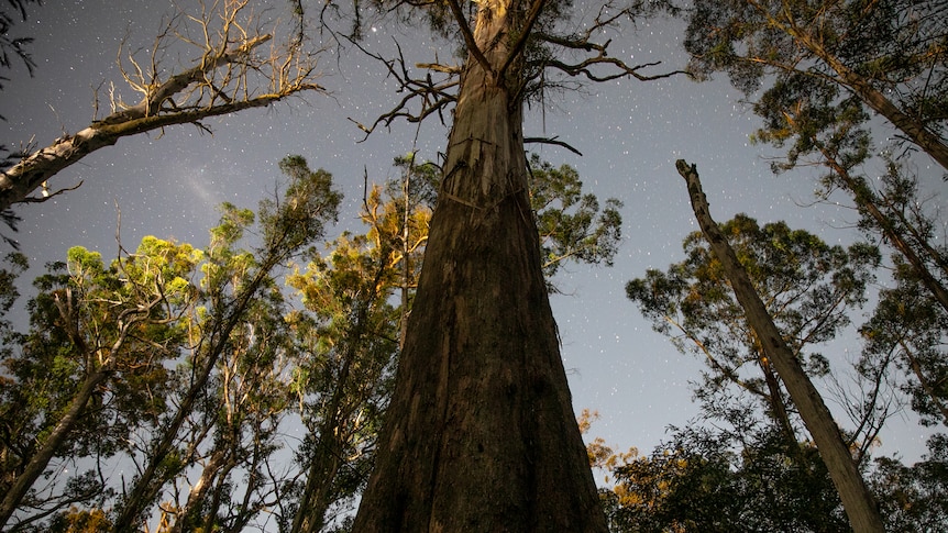 Towering mountain ash tree in the night sky.