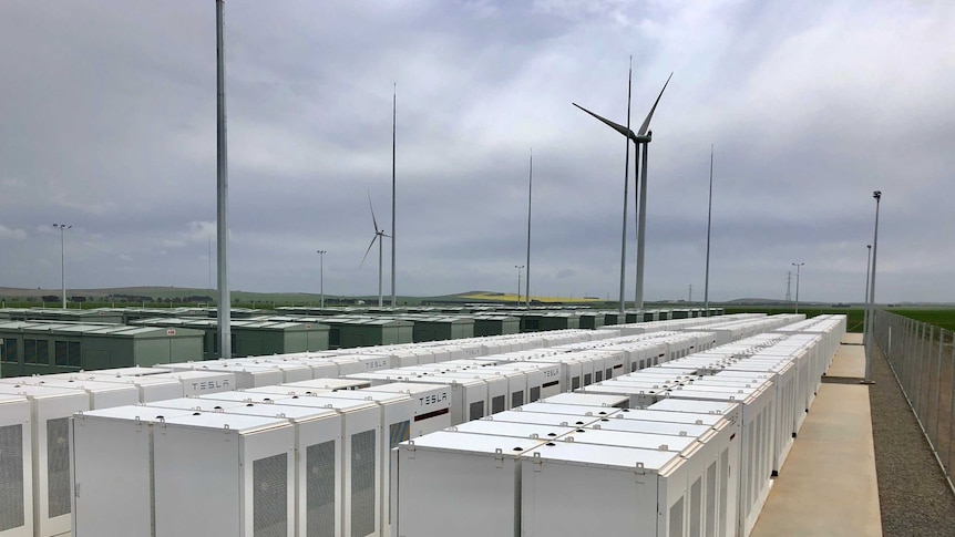 Rows and rows of white boxes line underneath windmills.