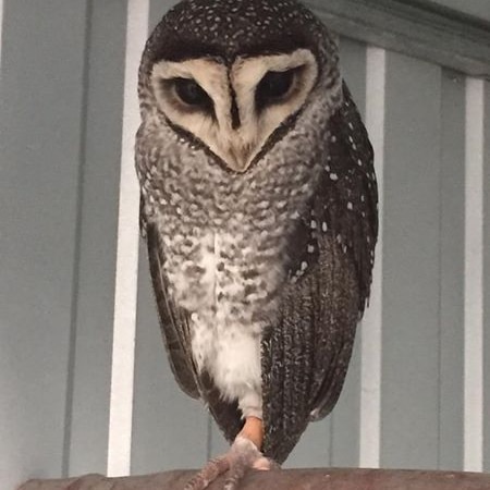 Sooty owl Oscar