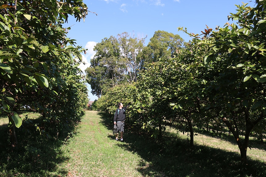 A man picks guava fruit in an orchard.