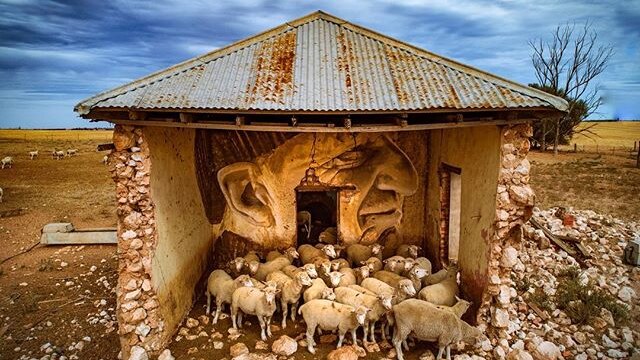 Sheep shelter in a derelict building.