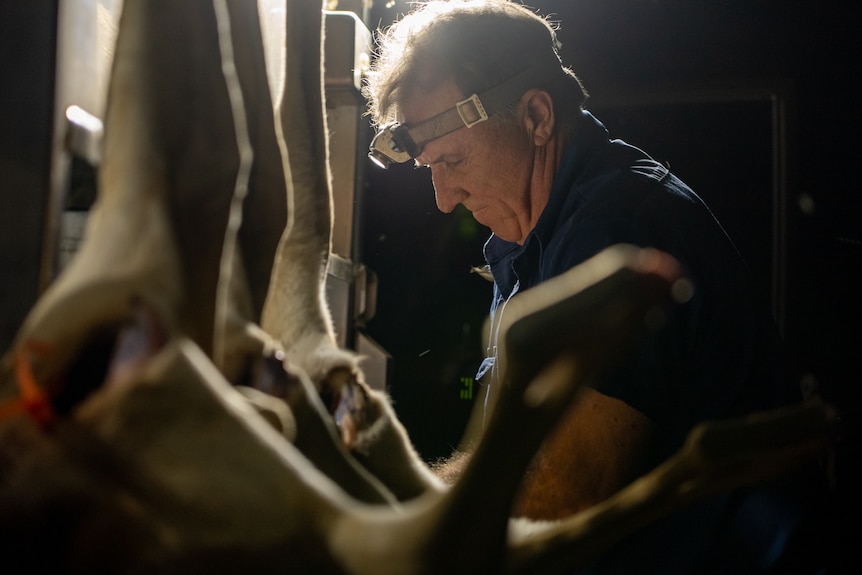 Photo of a man looking at roo carcasses.