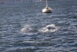 A mother and baby southern right whale breaching in the Derwent