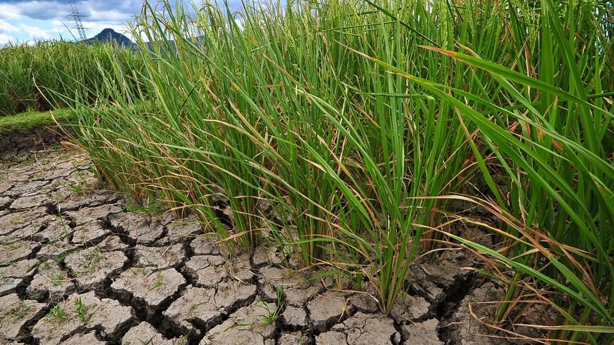 tall green stalks of rice emerge from dry, brown cracked soil against a bright blue sky