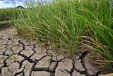 tall green stalks of rice emerge from dry, brown cracked soil against a bright blue sky