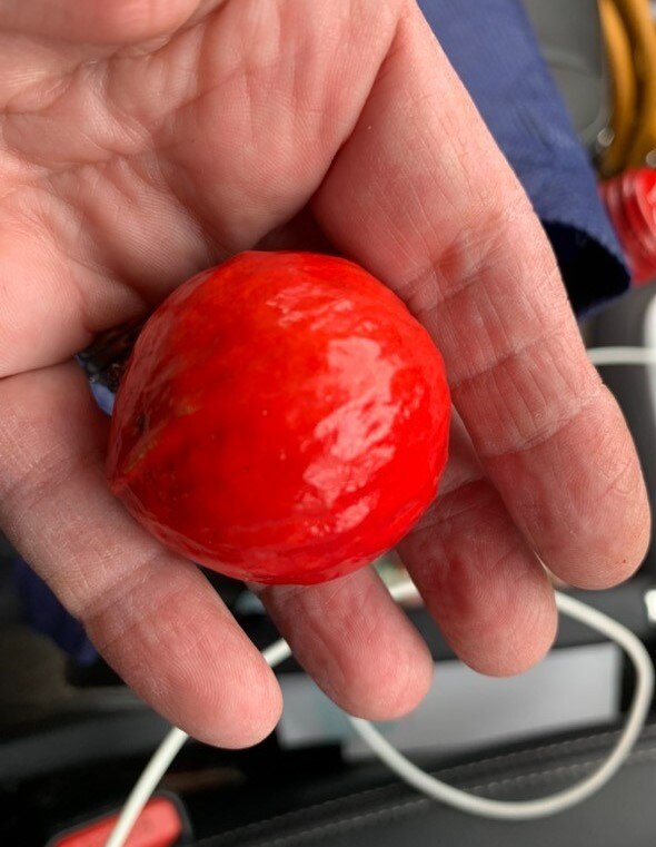 Quandongflavoured coffee created by business owner as tribute to late