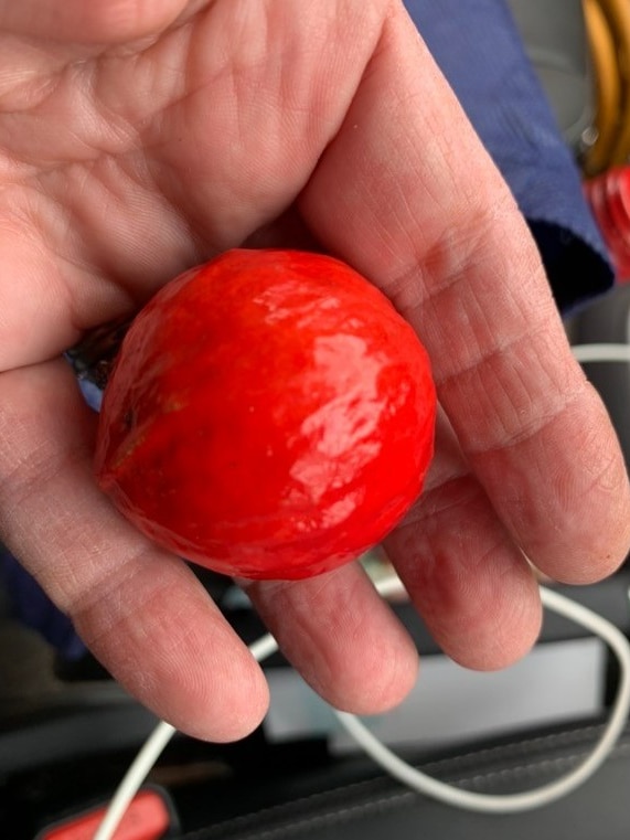 Quandong fruit in hand.