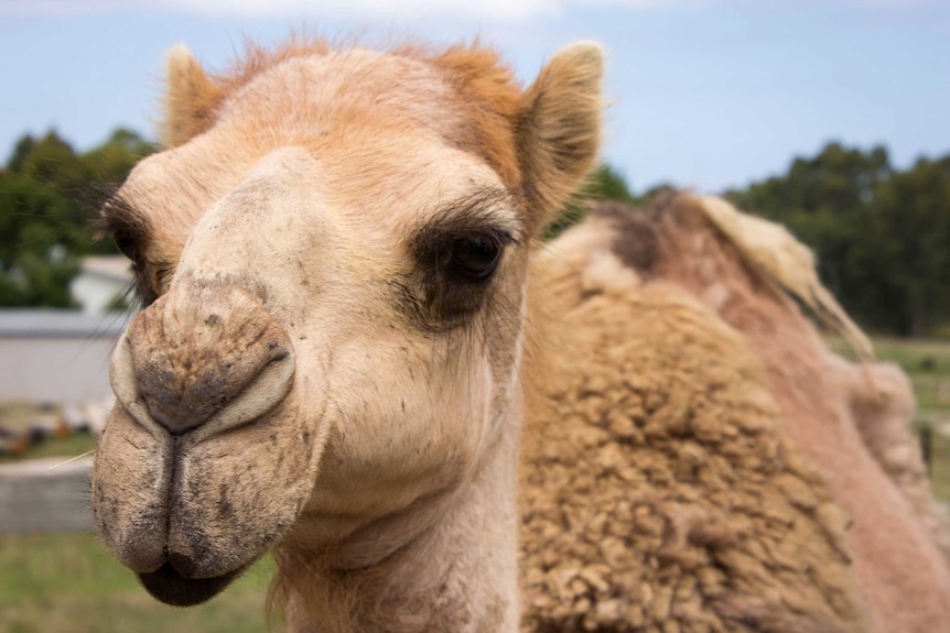 A camel looks at the camera