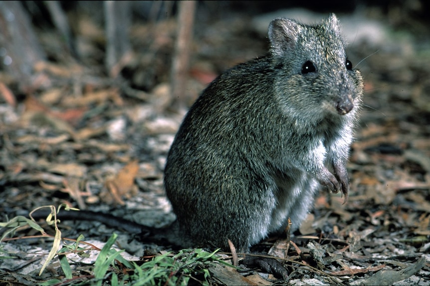 A small, grey Gilbert's Potoroo with tiny bright black eyes and short whiskers and ears is spot-lit at night in the undergrowth