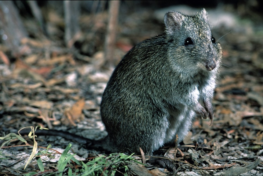 A Gilbert's Potoroo a night in the undergrowth