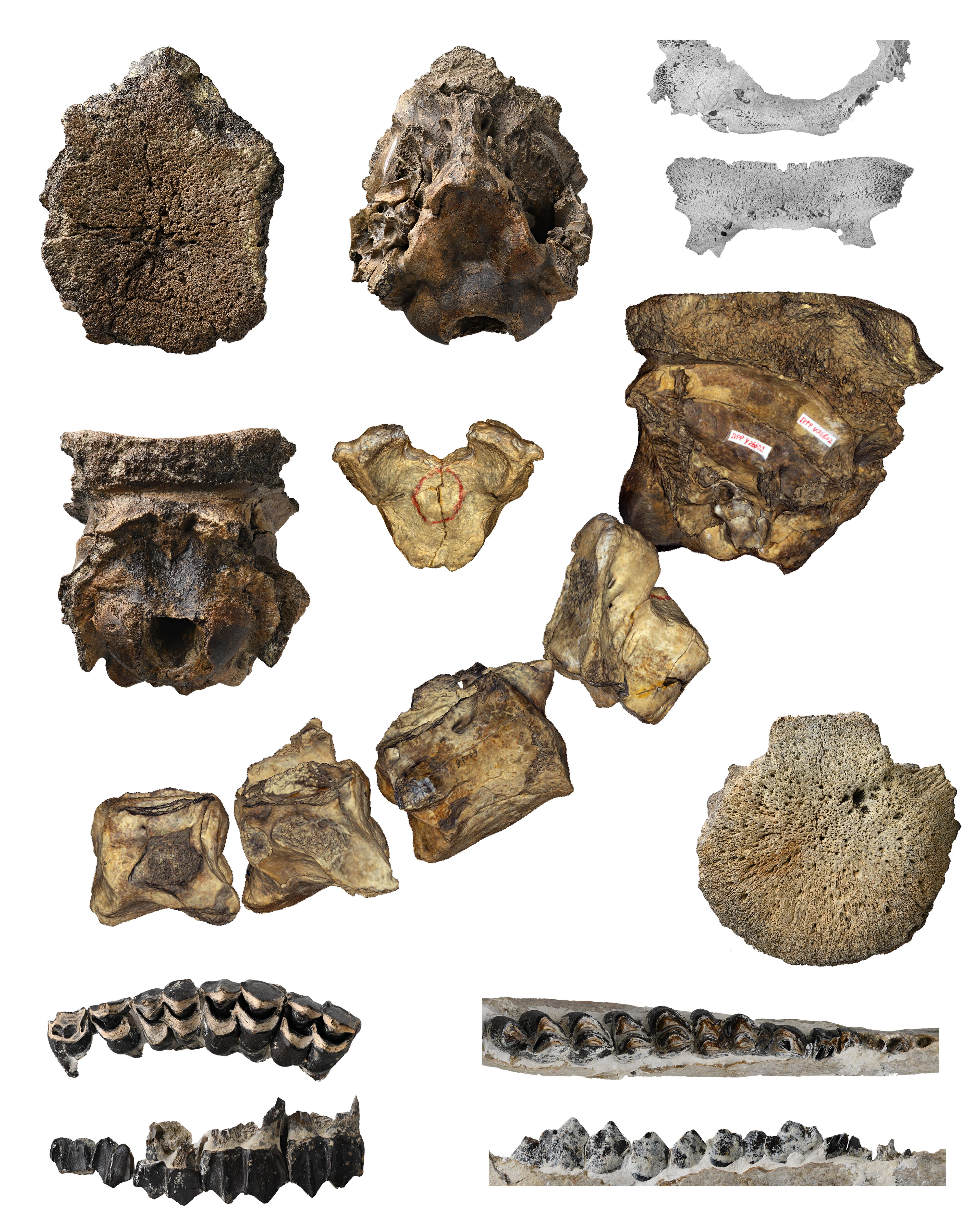 A collection of fossils with white background 