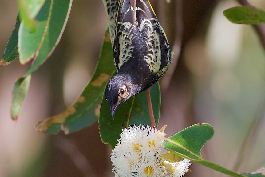 A black, white and yellow bird feeds from a yellow gum tree blossom.