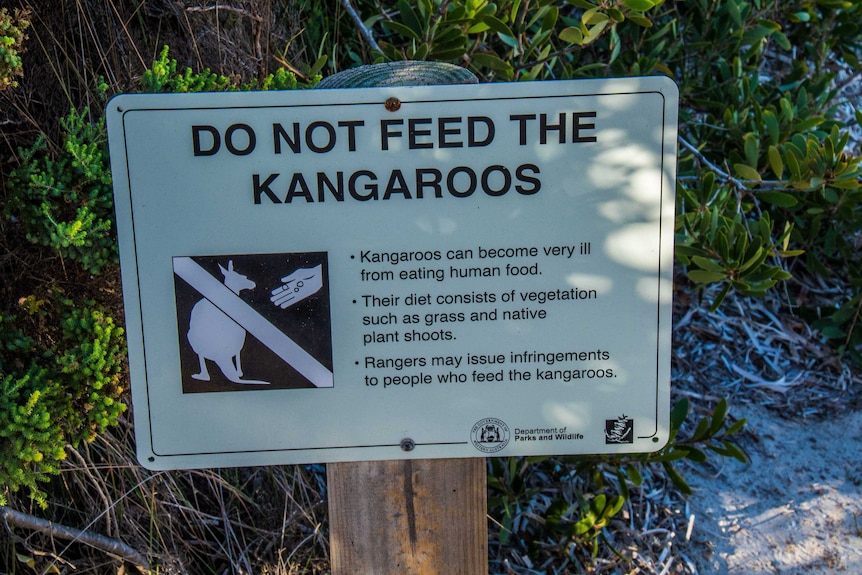 A wildlife warning sign saying do not feed kangaroos