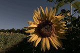 A sunflower in full bloom, with more of the flowers through a field.