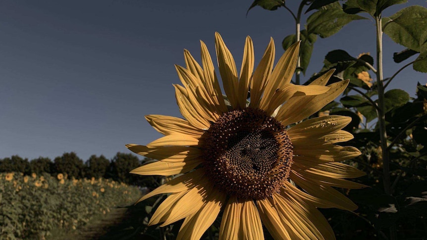 A sunflower in full bloom, with more of the flowers through a field.