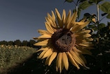 A sunflower in full bloom, with more of the flowers through a field.