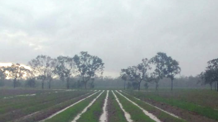 Water pools in vegetable crops near Bowen after Cyclone Debbie