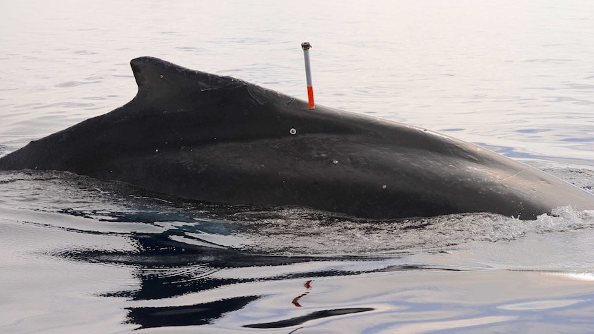 A tagged minke whale surfaces in the Antarctic.