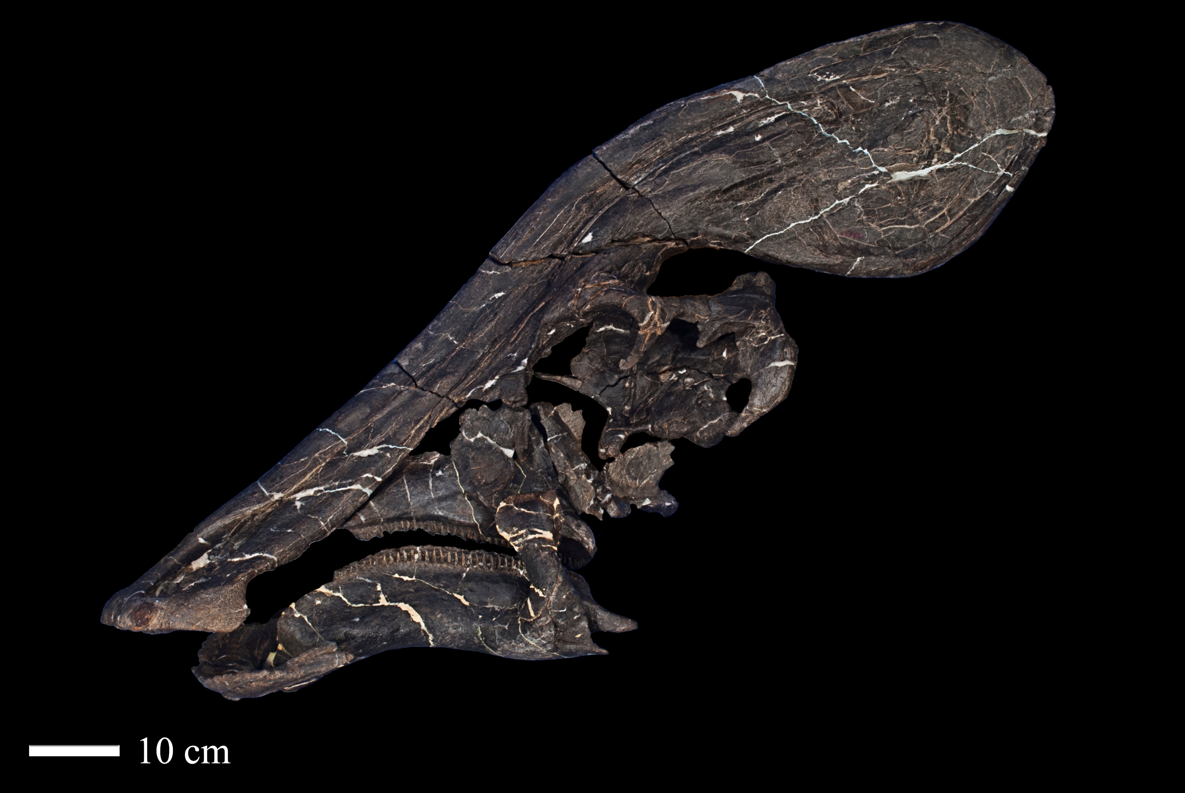 Part of the Tlatolophus galorum fossil is pictured with a black background.
