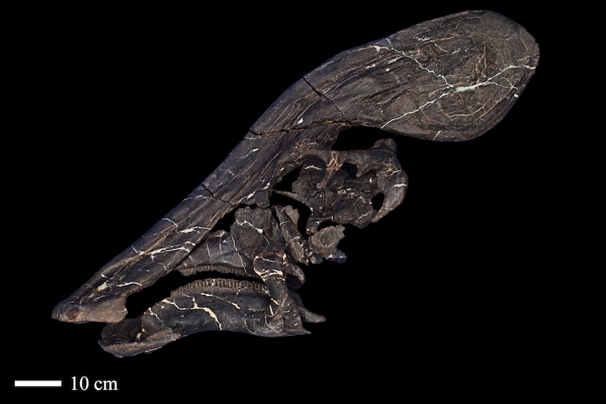 Part of the Tlatolophus galorum fossil is pictured with a black background.