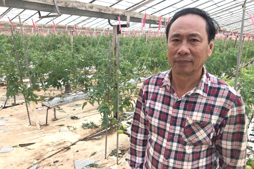 A man in a red checkered shirt stands in a glasshouse with damaged tomato plants in the background