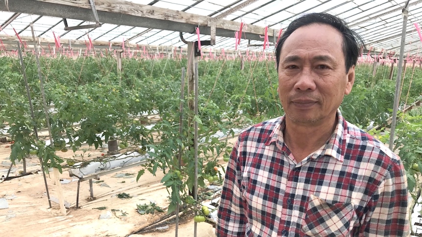 A man in a red checkered shirt stands in a glasshouse with damaged tomato plants in the background