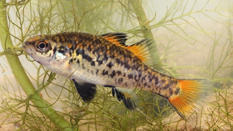 The endangered native Southern Pygmy Perch will be reintroduced to Norman's Lagoon on the Murray River in Albury