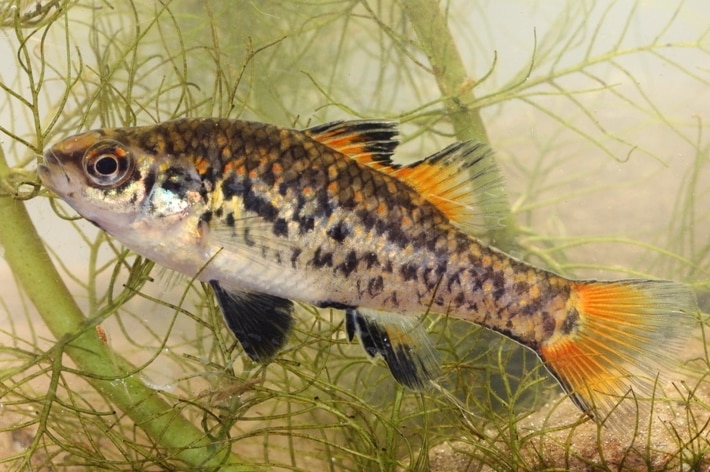 The endangered native southern pygmy perch